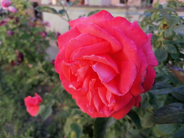 myrose