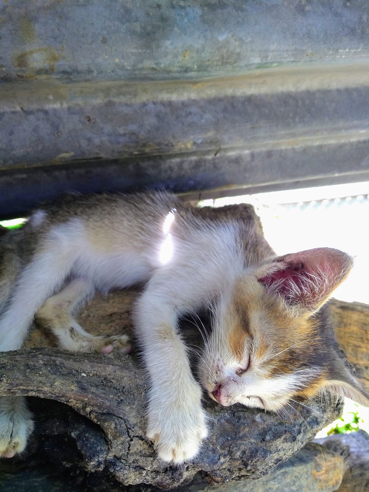 pussy cat in dreams