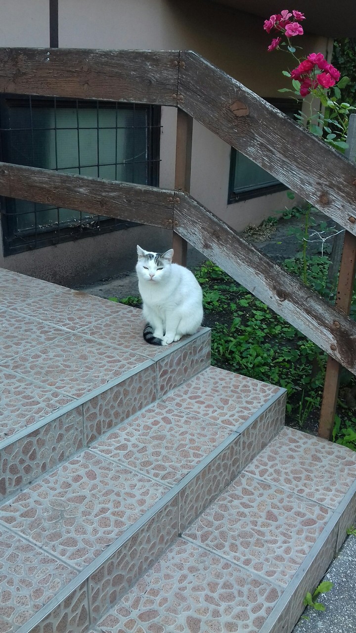 My Cat 