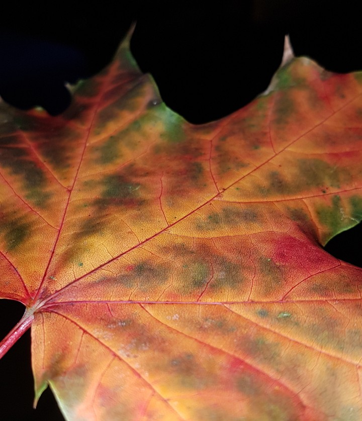 oak