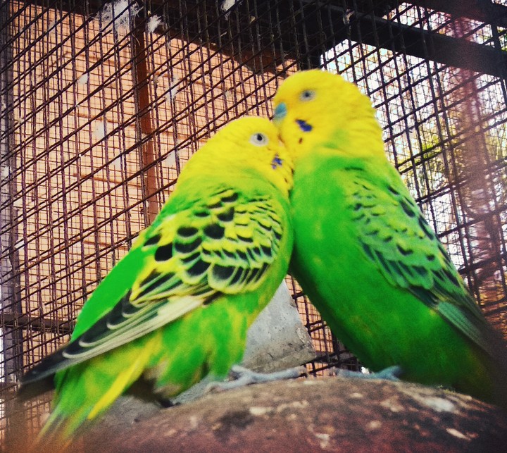 Lovebirds