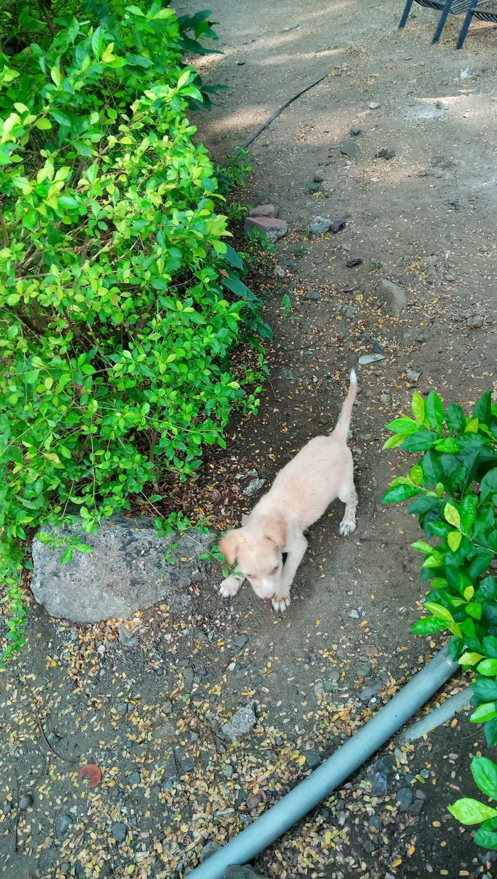 pup