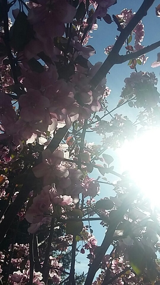 Sun