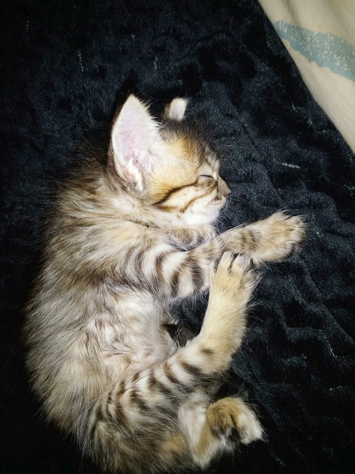 dreaming