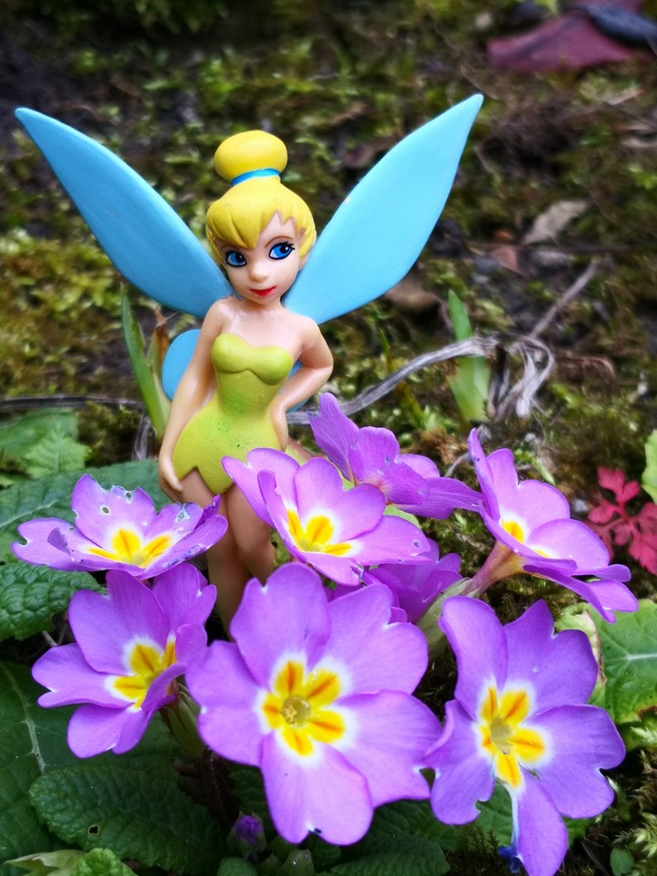 Fairy