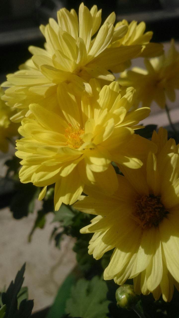yellow love