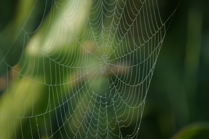 Spinnennetz im Feld