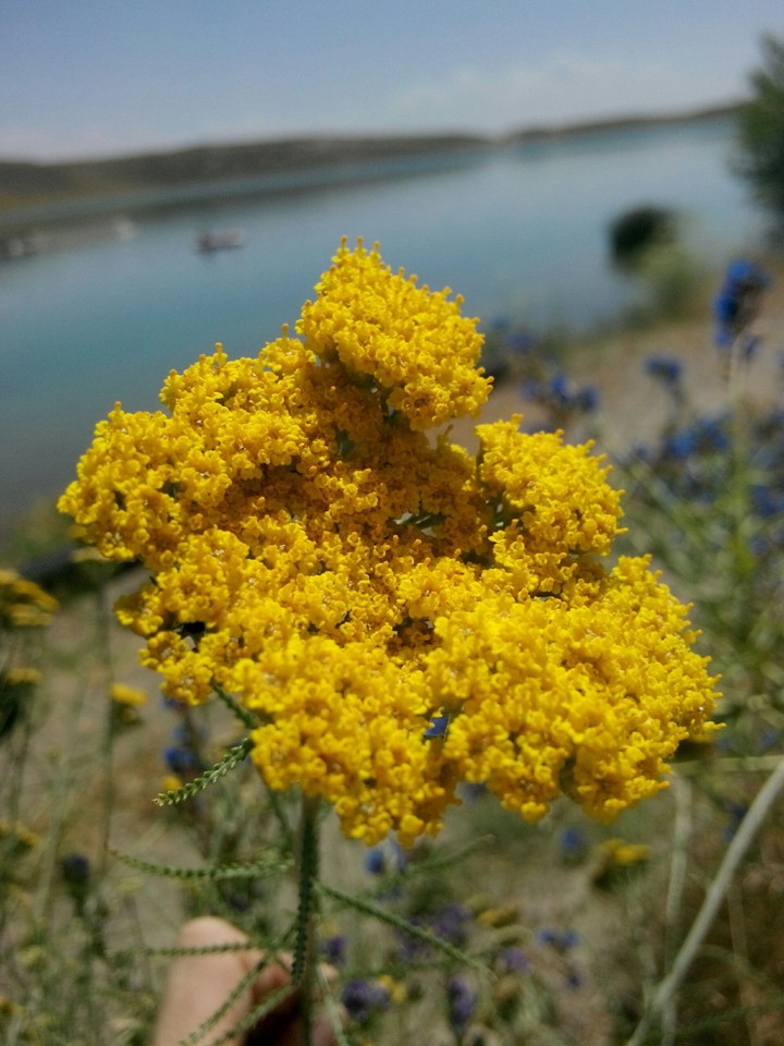 yellow