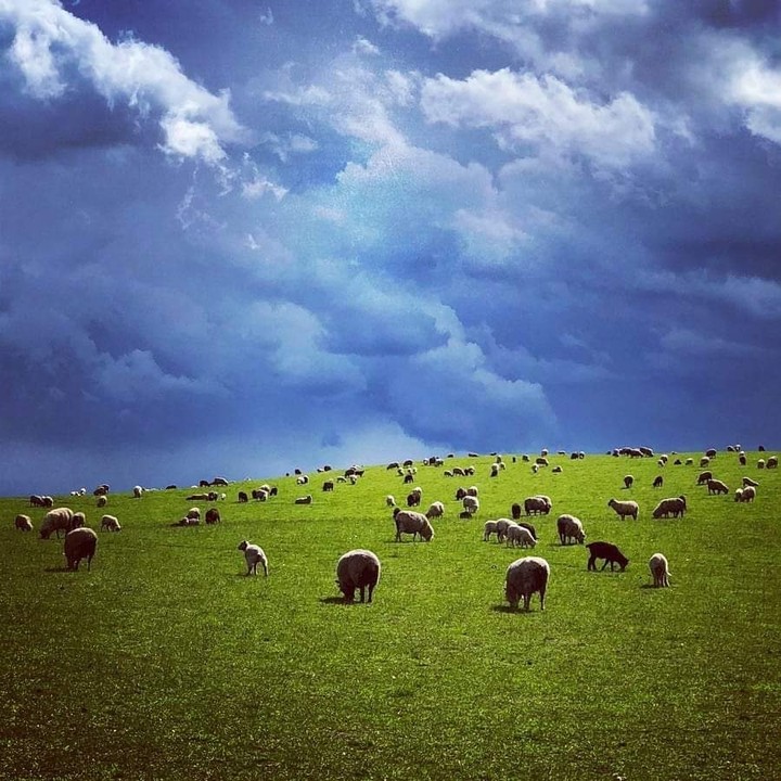 Clouds and sheep