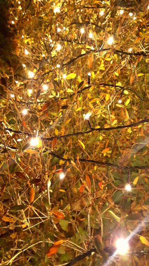 Grass and lighting