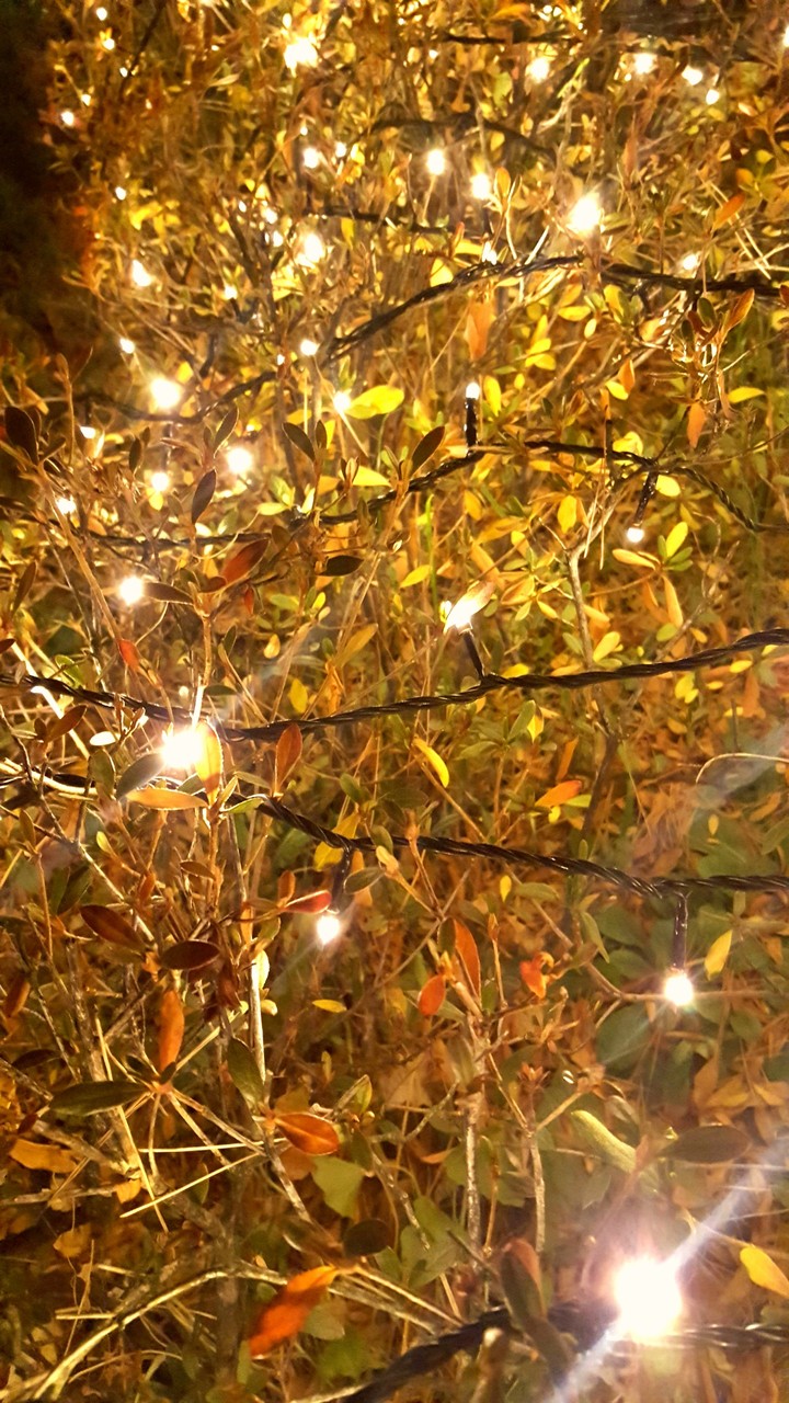 Grass and lighting