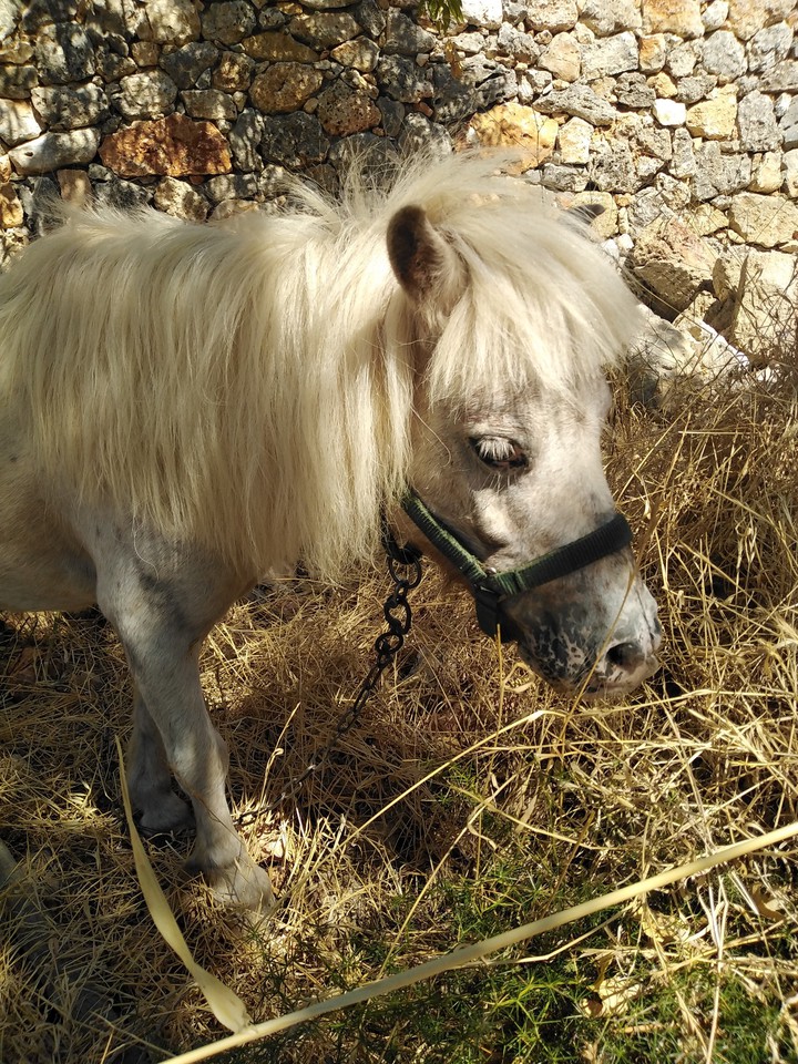 Horse ?