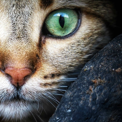 green, whiskers wallpapers