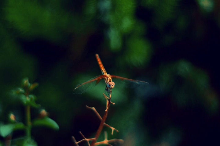 fly