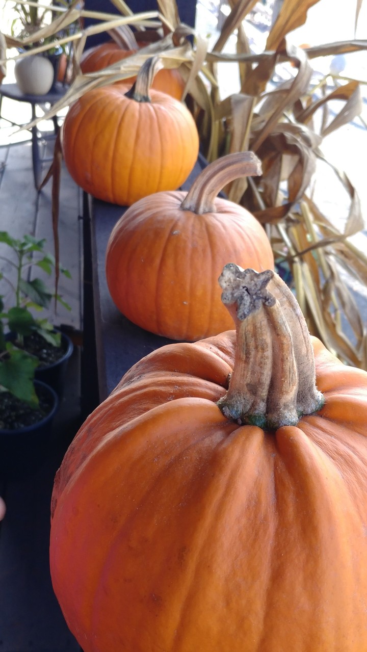 pumpkins