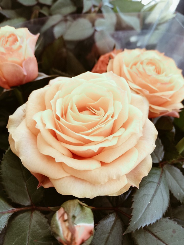 roses