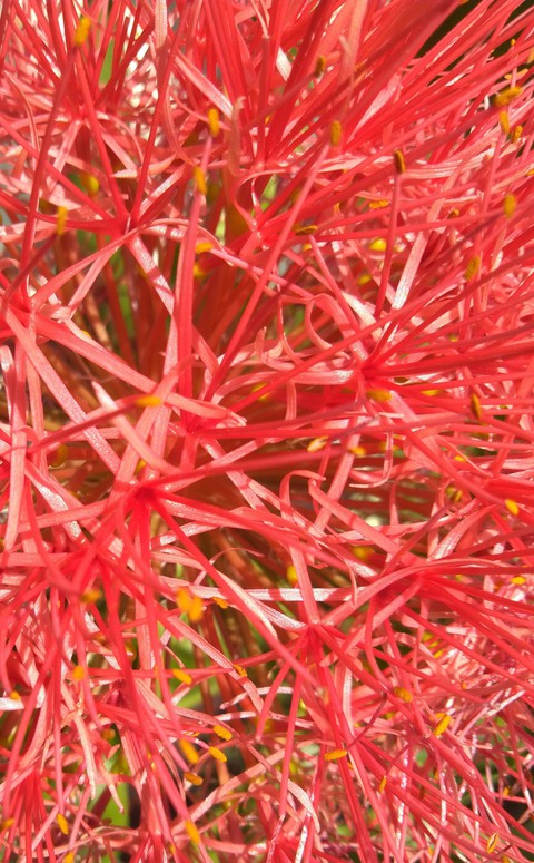 Red Flower