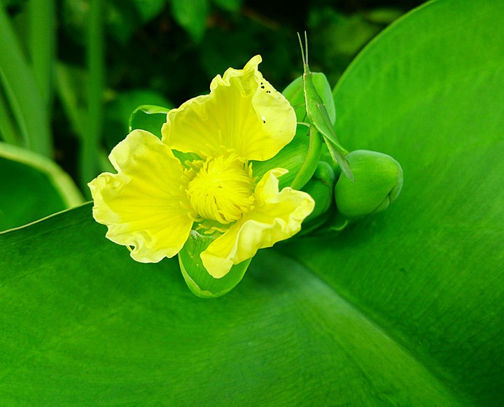 Morning Flower