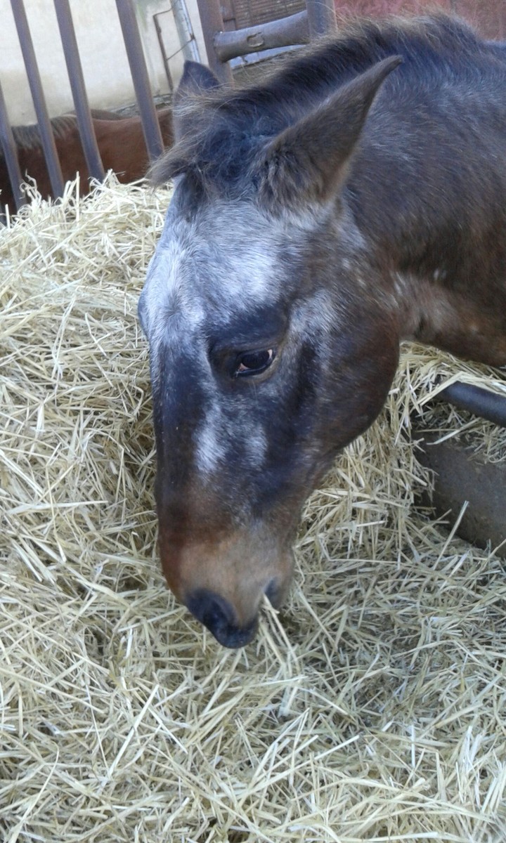 Nombre-Appaloosa (Giraldo)