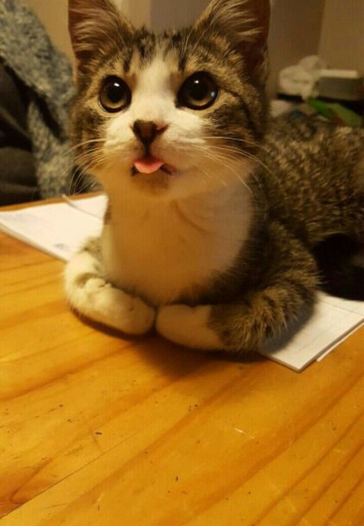 cat