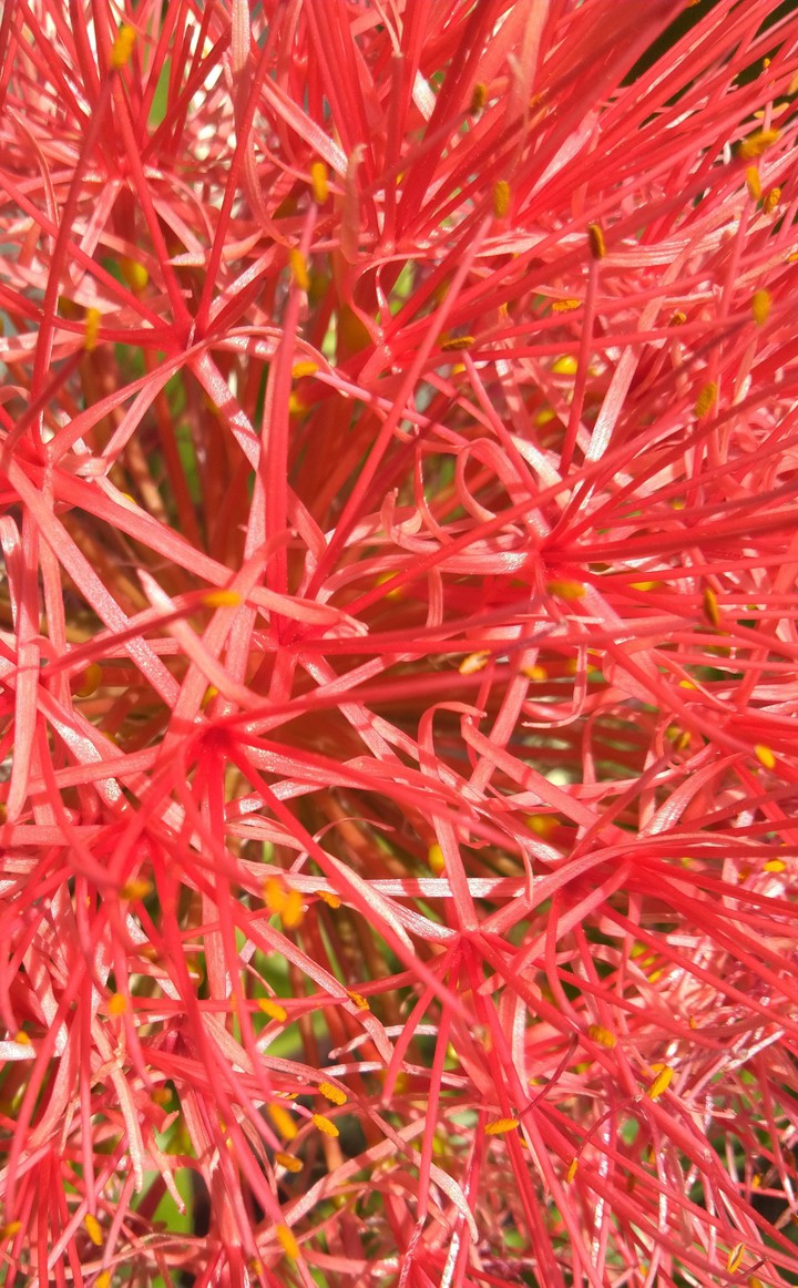 Red Flower