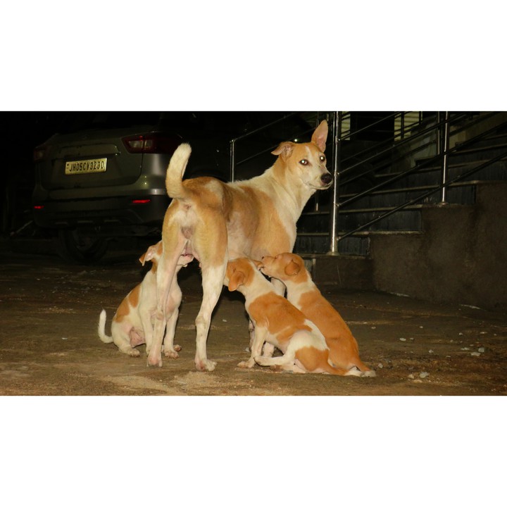 mother's love