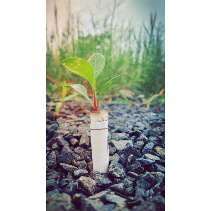 Life or Death