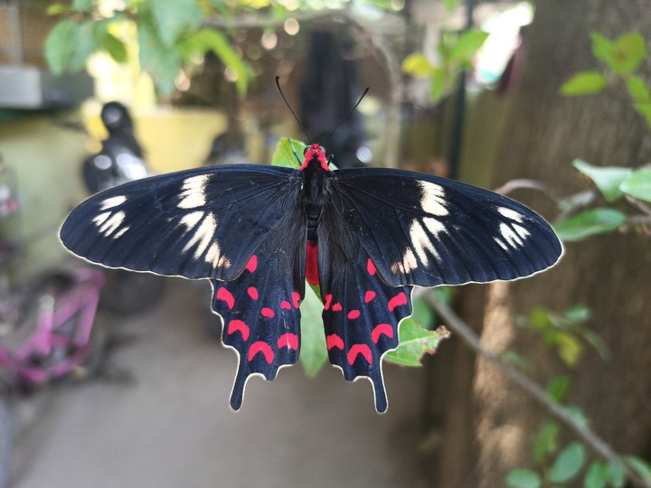 butter fly