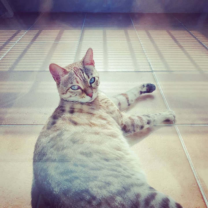 Cat