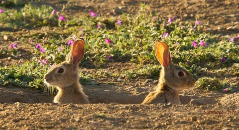 ταπετσαρίες Rabbit, mammal