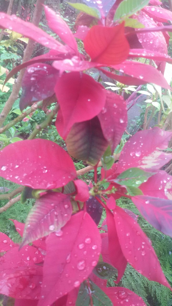 Drops of rain flower!!!