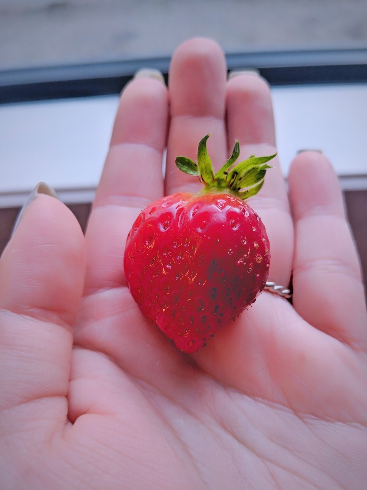 Fresh berry