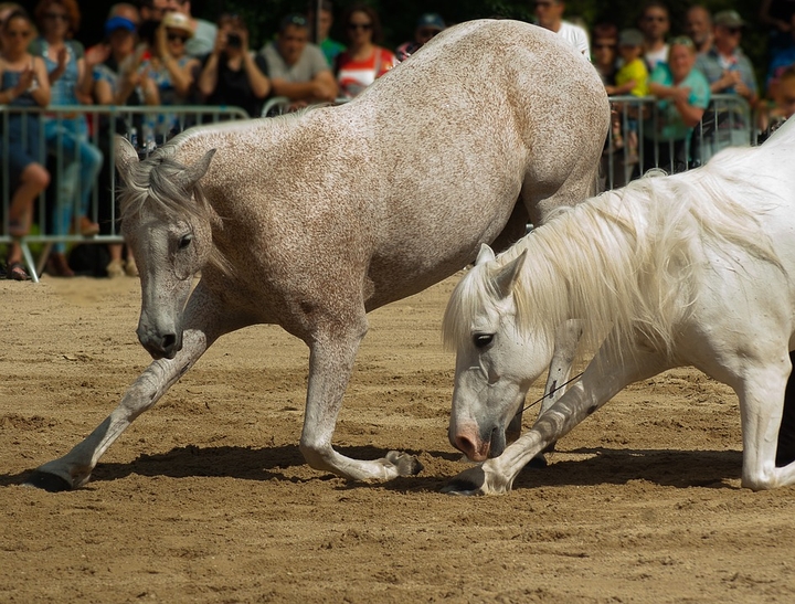 Horses