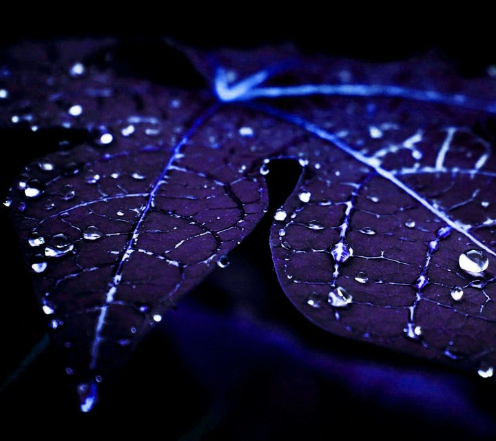 drop