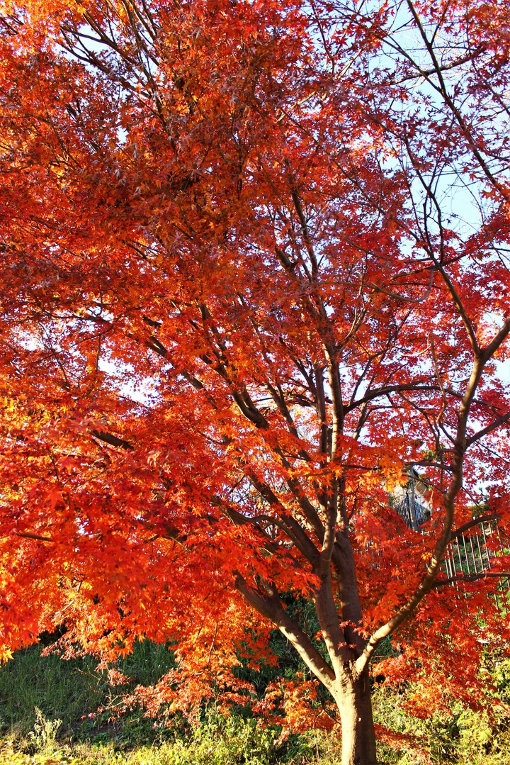 autumn,2018