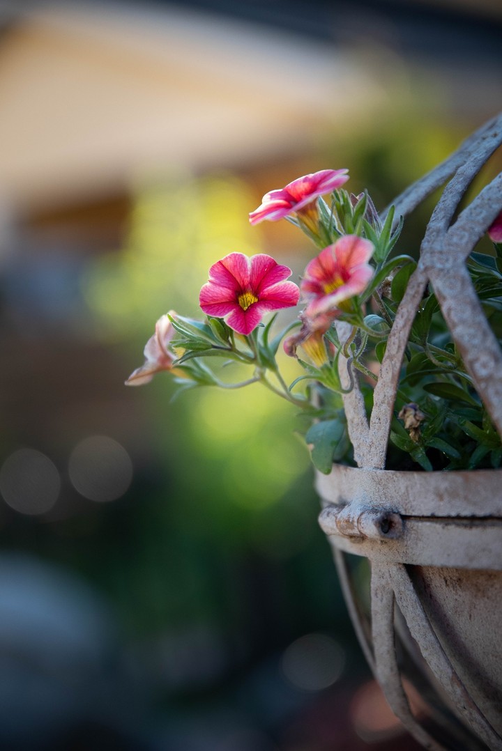 Flowers with Blur Background