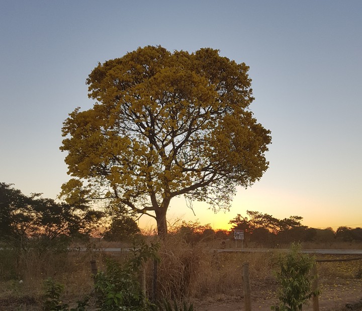 nosso ipê amarelo, Aruanã GO