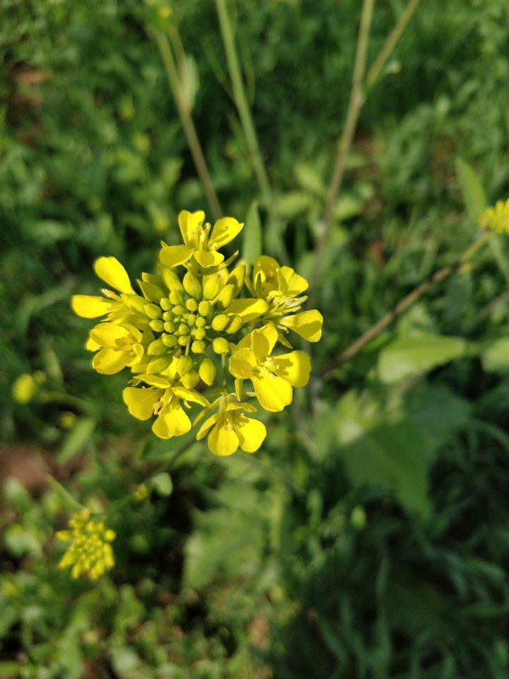 yellowgreenmix