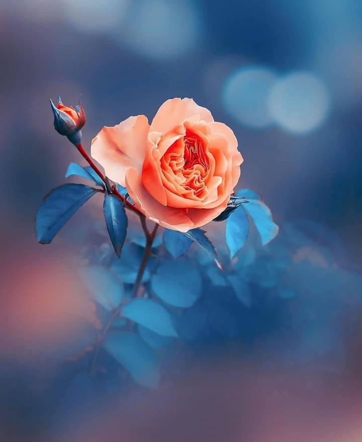 #rose