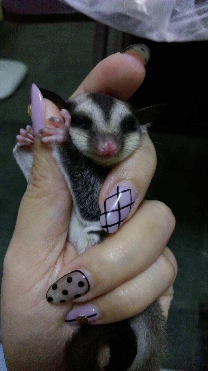 sugar glider 蜜袋鼯