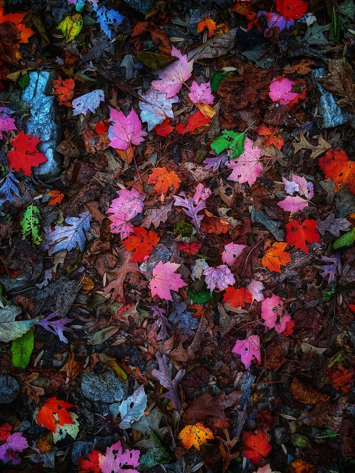 coloured leaves