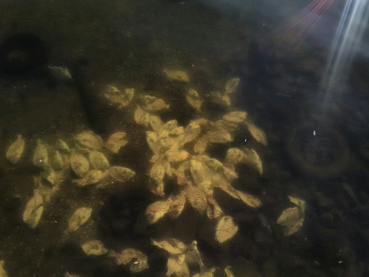 fish
