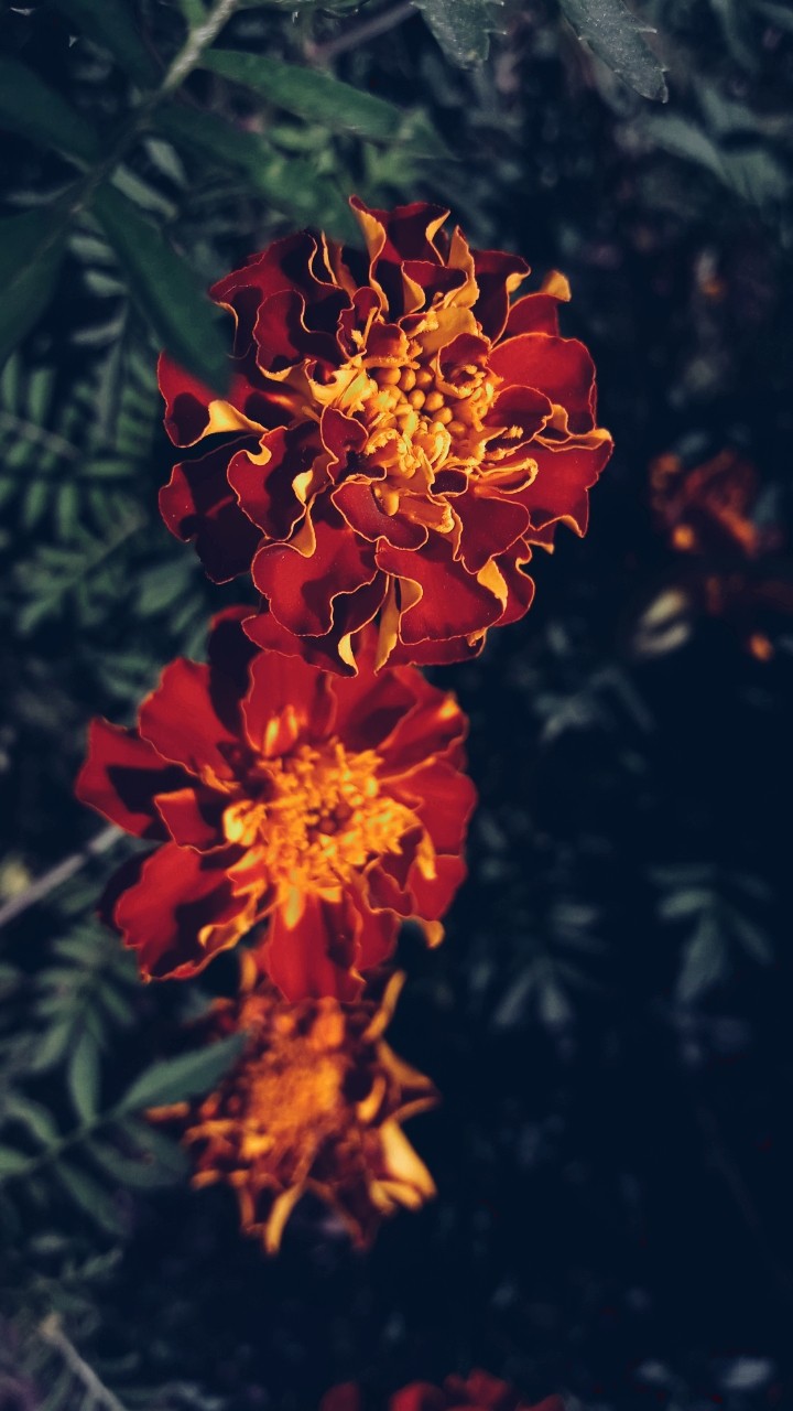 Flowers is my love