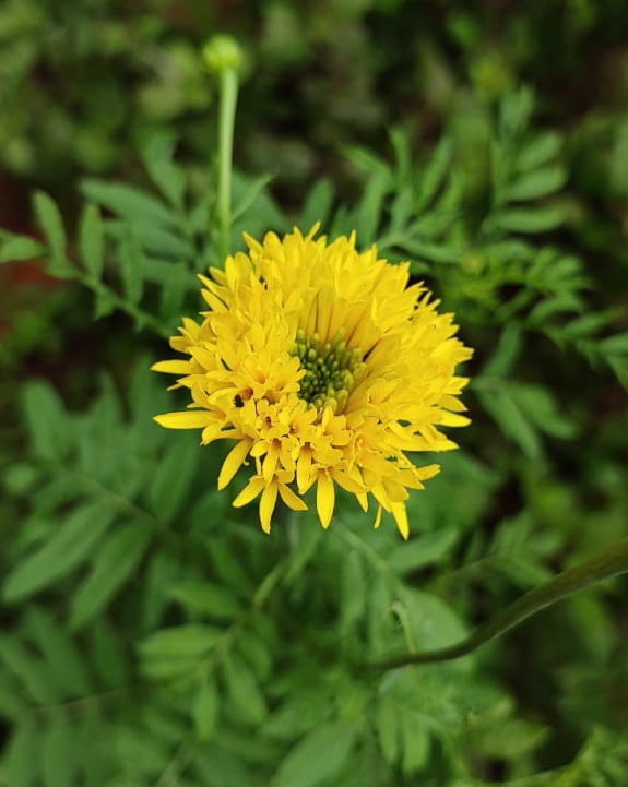 Marigold