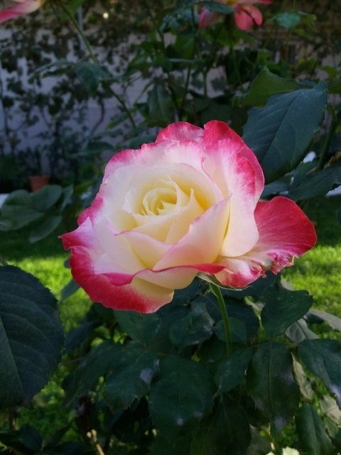 Belle rose