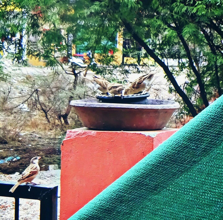 #freelikebirds