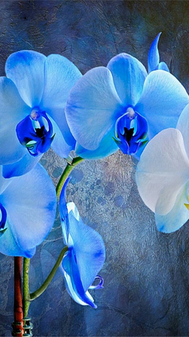 Fleur