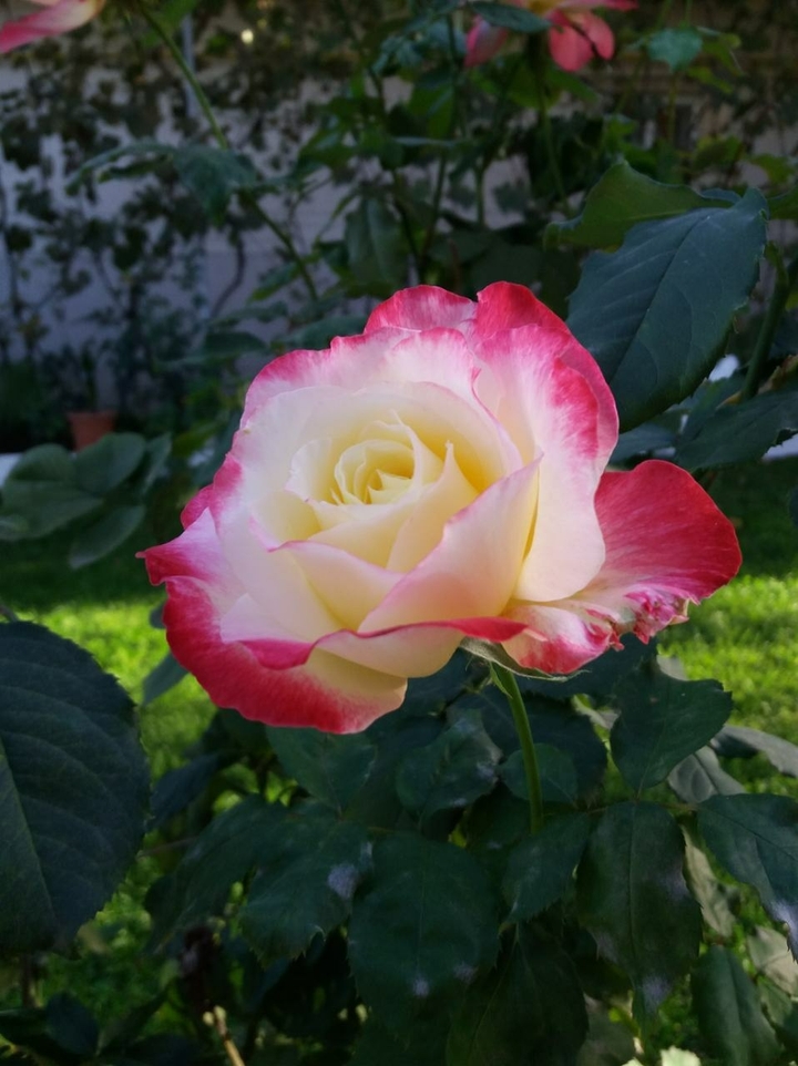 Belle rose