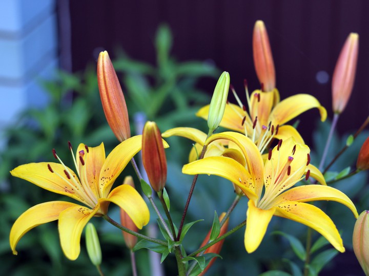 Yellow lilies