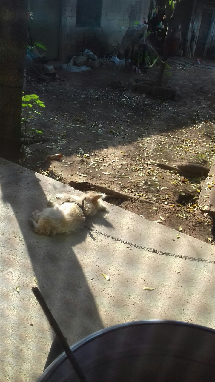 perrita